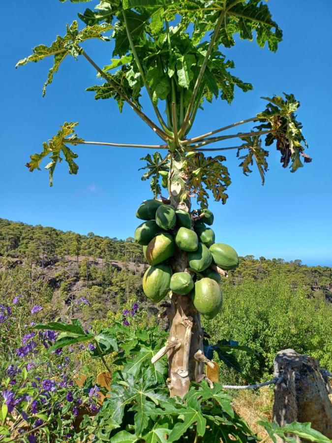 Alma * Garafia